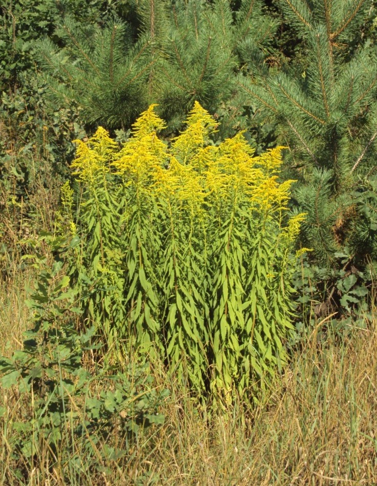 Изображение особи Solidago canadensis.