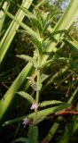 Teucrium scordium
