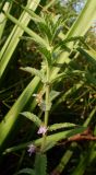 Teucrium scordium. Верхушка цветущего растения. Ростовская обл., дельта Дона, Азовский р-н, окр. хутора Узяк, заливной луг. 20.07.2012.