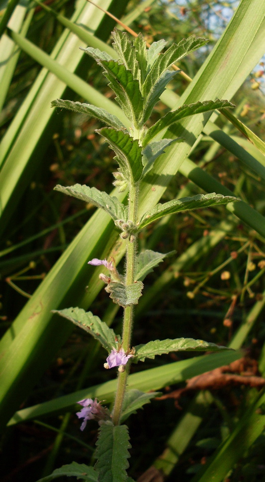 Изображение особи Teucrium scordium.