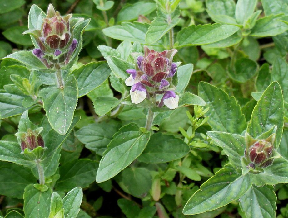 Изображение особи Scutellaria alpina.