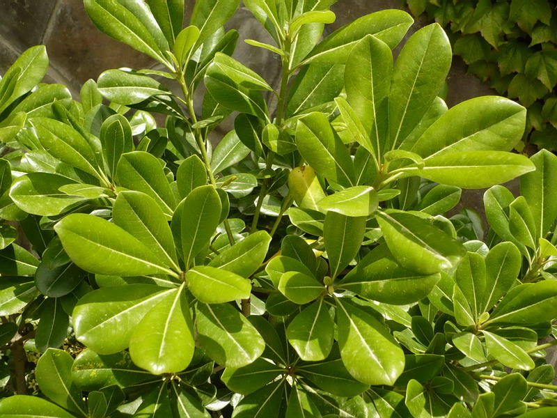 Image of Pittosporum podocarpum specimen.