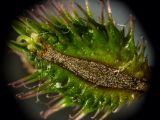 Sanicula europaea