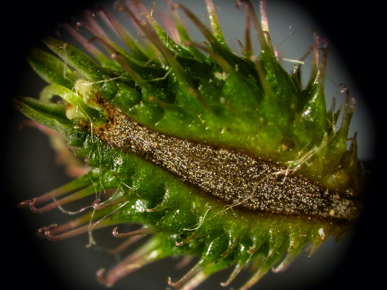 Image of Sanicula europaea specimen.