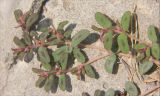 Euphorbia maculata. Побеги с соцветиями. Черноморское побережье Кавказа, г. Новороссийск, сорное. 14 июля 2013 г.