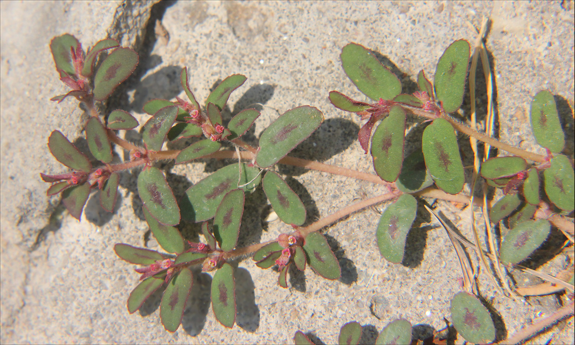 Image of Euphorbia maculata specimen.