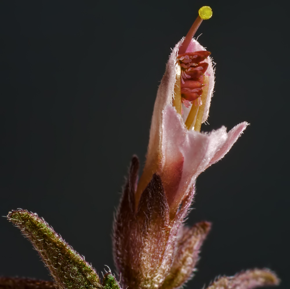 Изображение особи Odontites vulgaris.