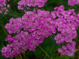 Achillea nigrescens