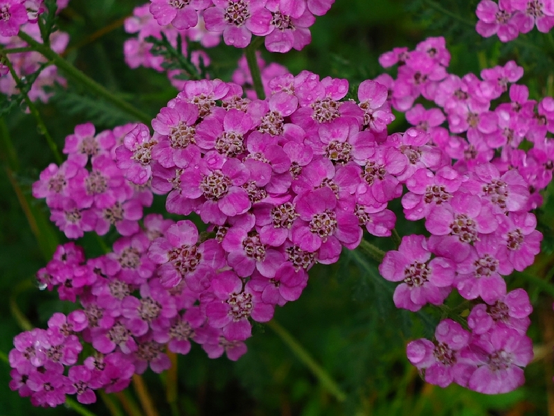 Image of Achillea nigrescens specimen.