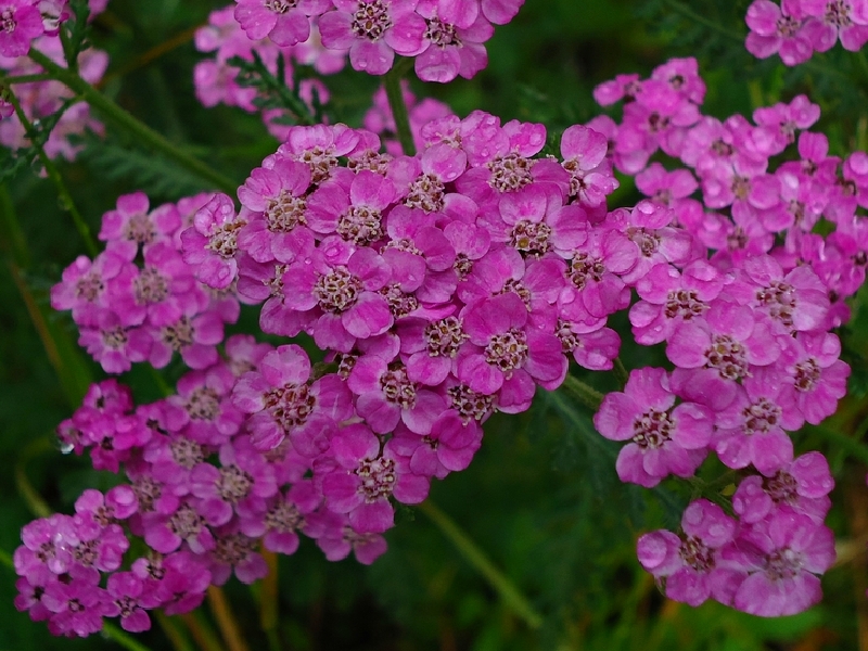 Изображение особи Achillea nigrescens.