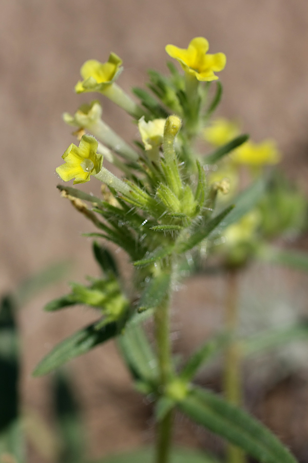 Image of Arnebia decumbens specimen.