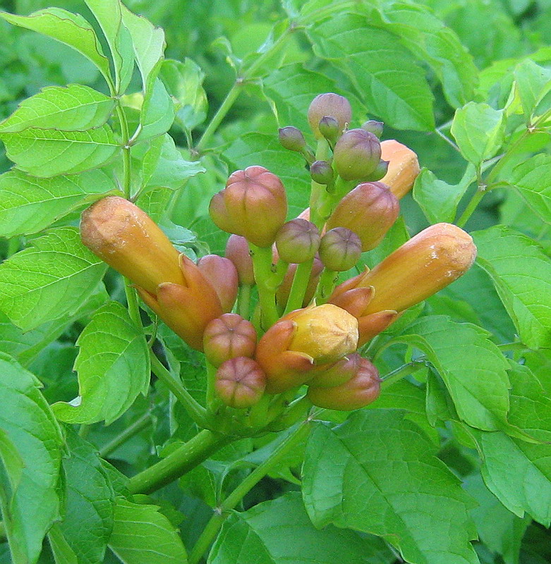 Изображение особи Campsis radicans.