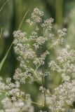 Lepidium latifolium. Соцветие. Краснодарский край, Приморско-Ахтарский район, Морозовский сельский округ, Ясенская коса. 02.06.2013.