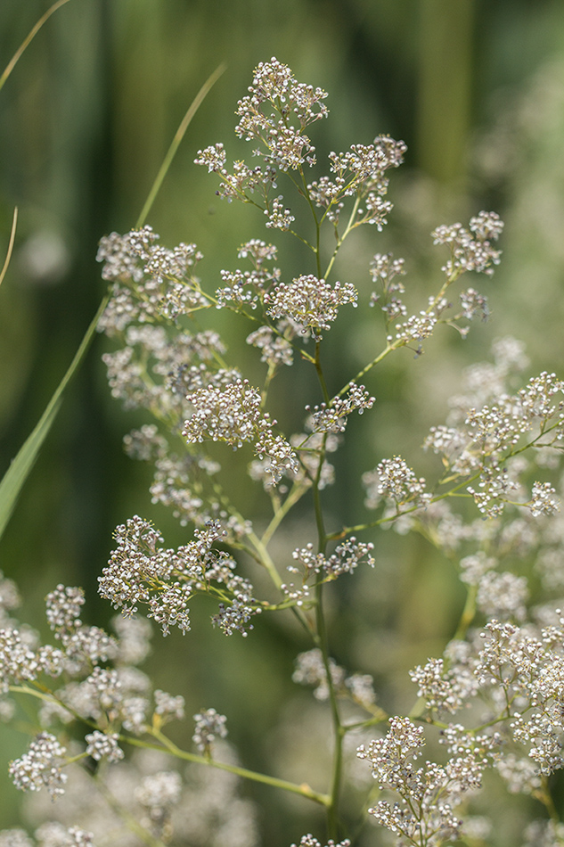 Изображение особи Lepidium latifolium.