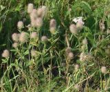 Trifolium arvense