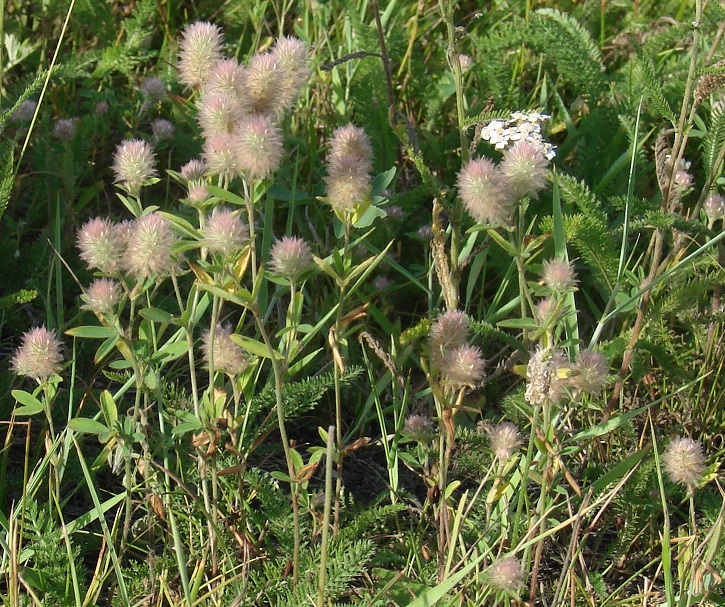 Image of Trifolium arvense specimen.