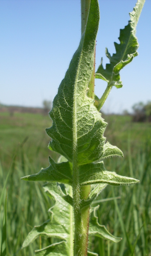 Image of Bunias orientalis specimen.