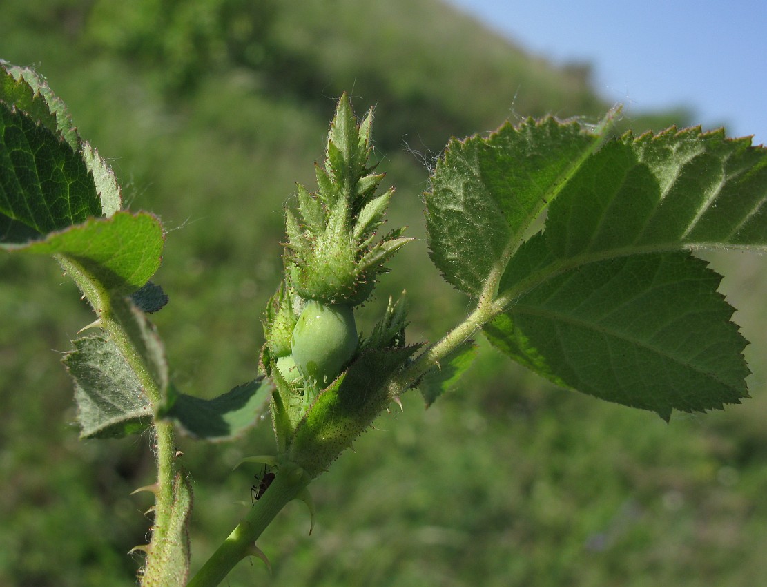 Image of genus Rosa specimen.