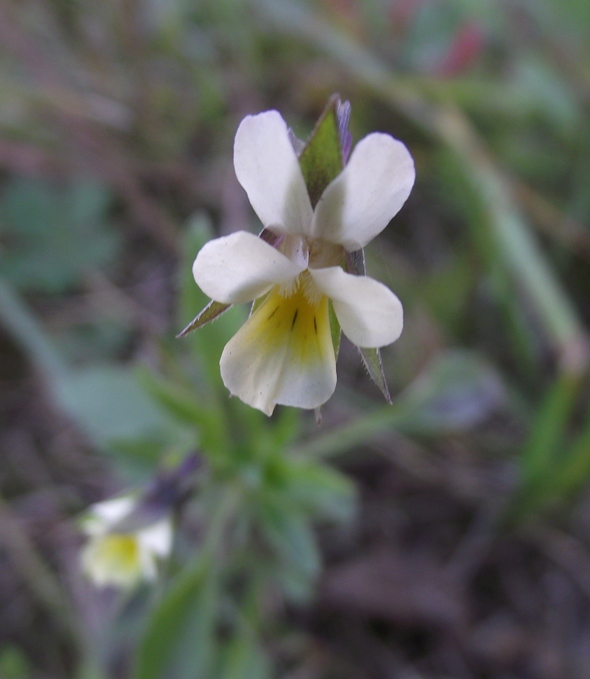 Image of Viola arvensis specimen.