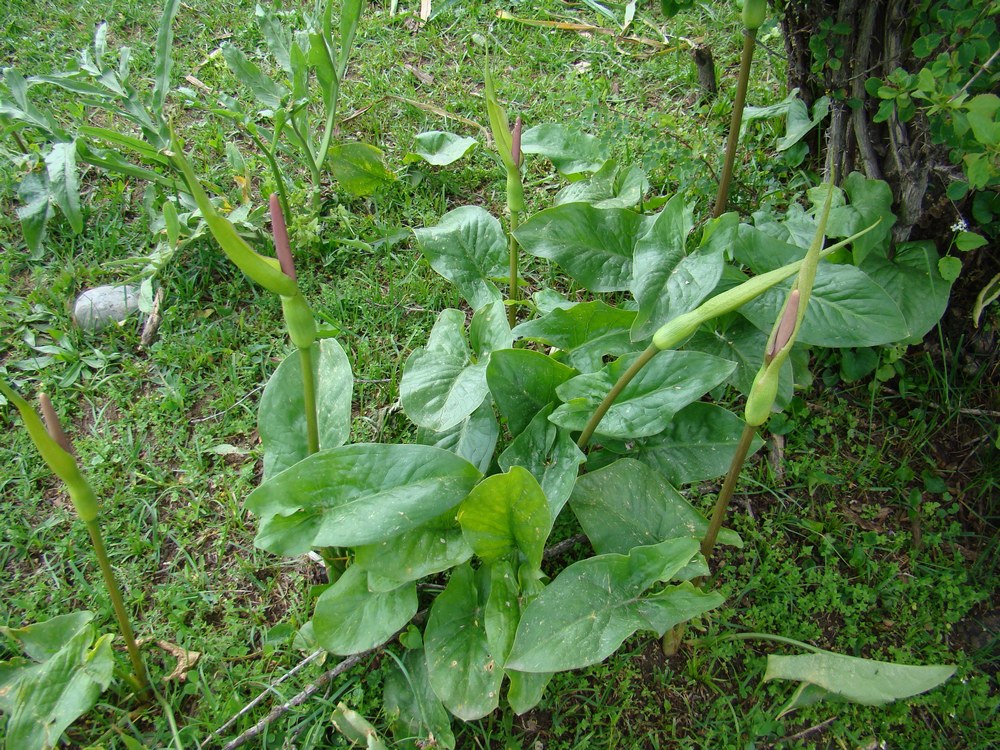 Image of Arum korolkowii specimen.