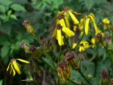 Senecio nemorensis