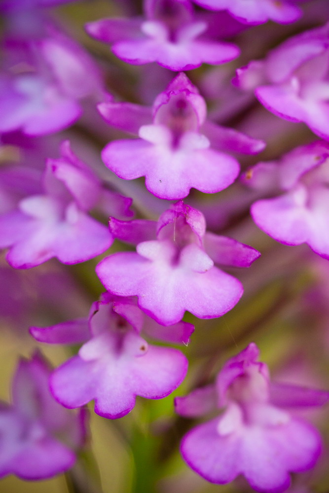 Image of Anacamptis pyramidalis specimen.