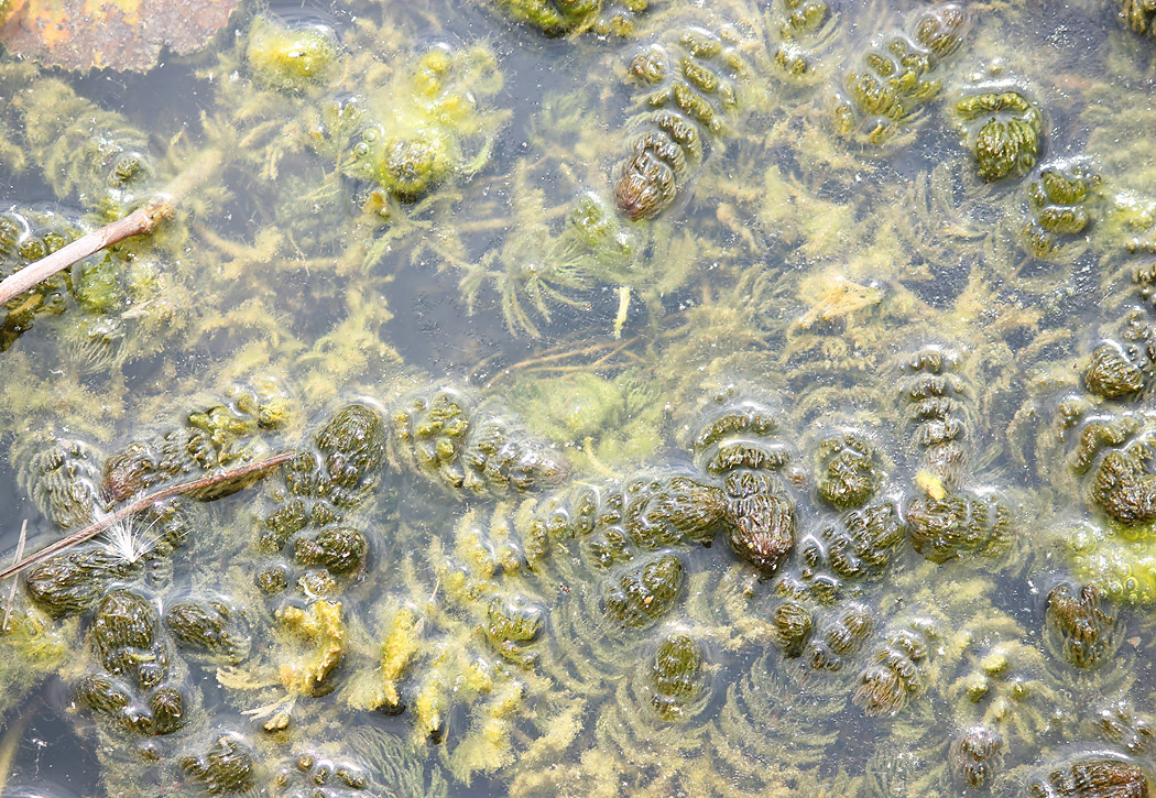 Изображение особи Ceratophyllum demersum.