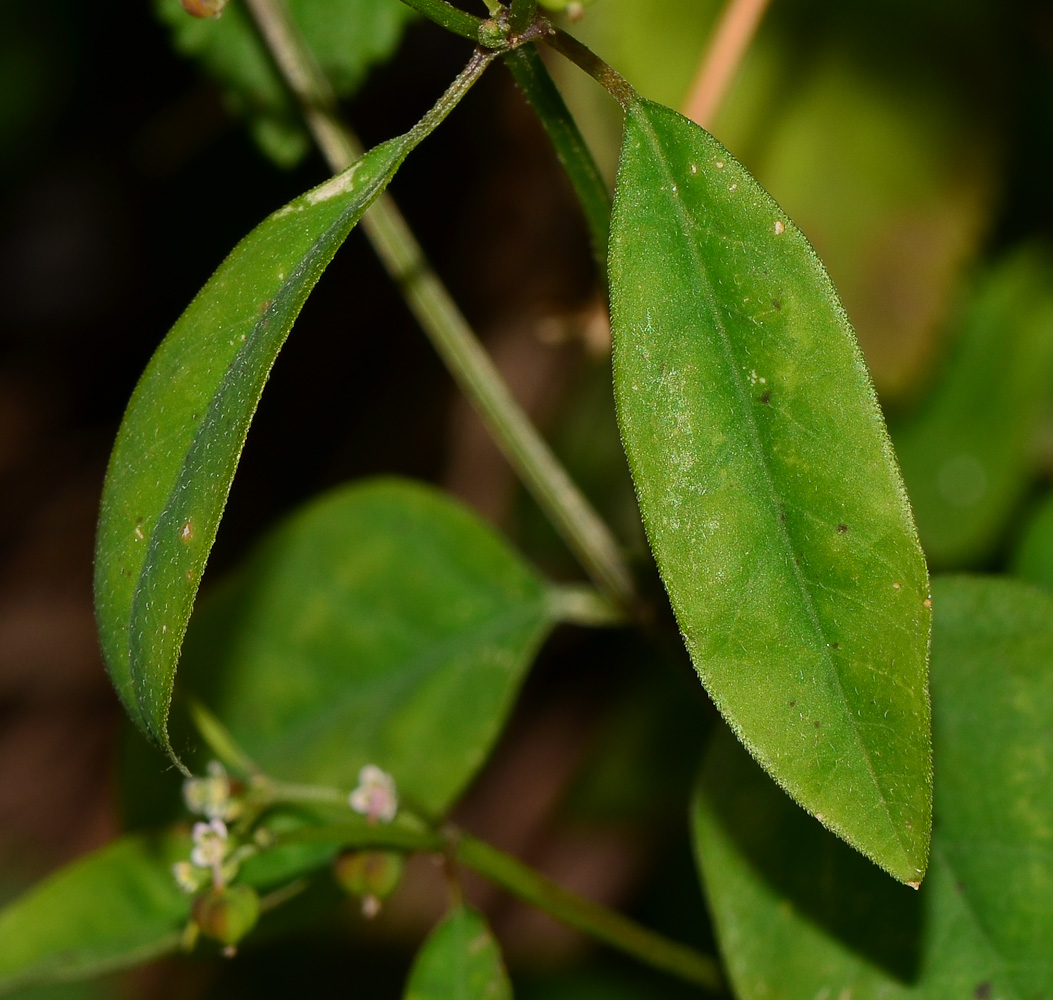 Image of Euphorbia graminea specimen.