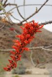 Fouquieria splendens. Соцветие. США, Калифорния, Joshua Tree National Park. 19.02.2014.