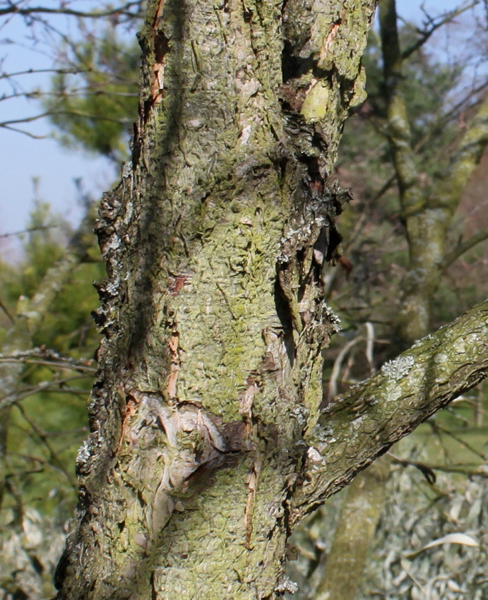 Image of Betula chinensis specimen.