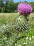 Cirsium vulgare. Соцветия. Нидерланды, окрестности Гронингена. Июль 2006 г.