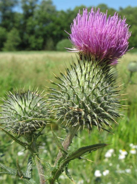 Image of Cirsium vulgare specimen.