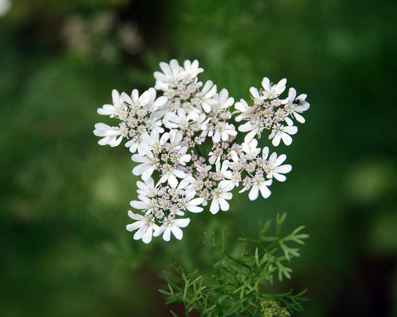 Image of Coriandrum sativum specimen.