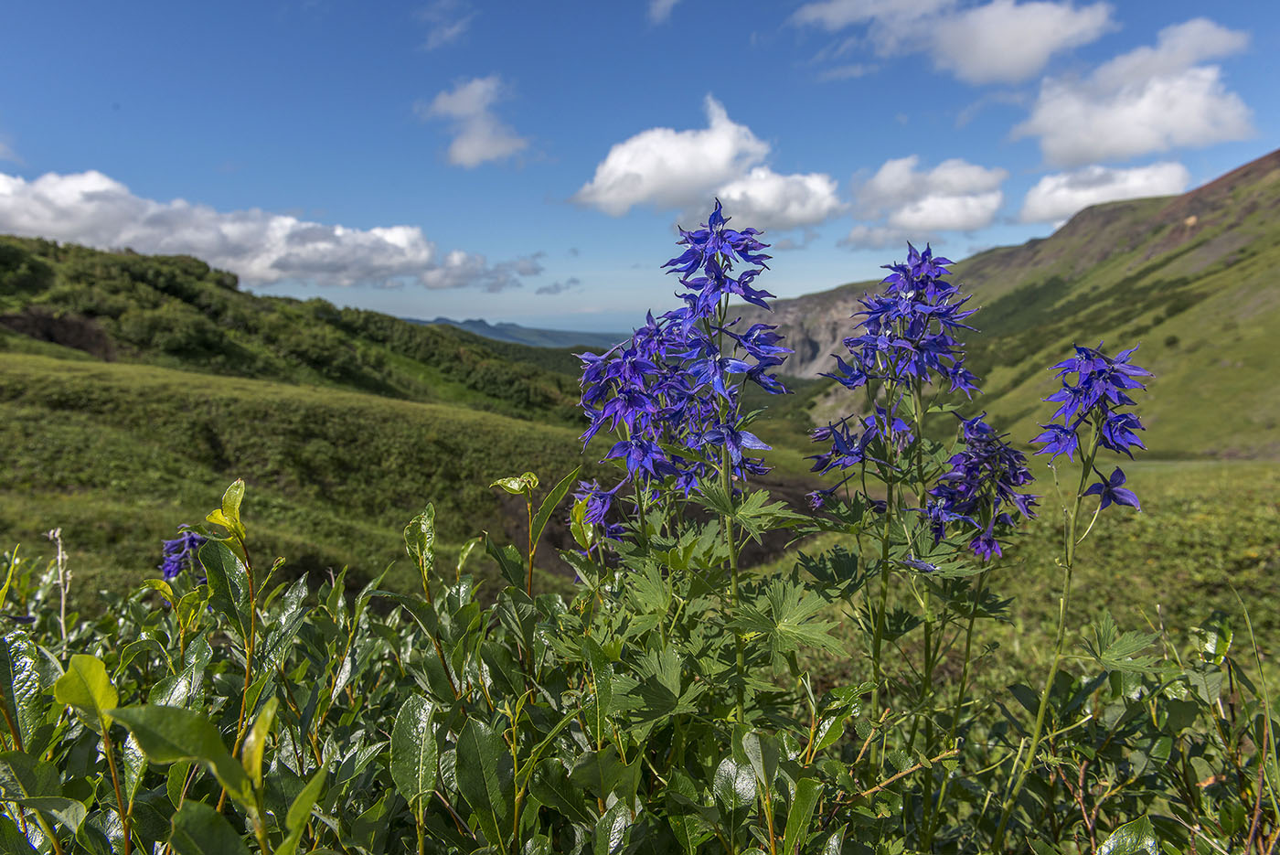 Изображение особи Delphinium brachycentrum.