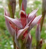 genus Serapias