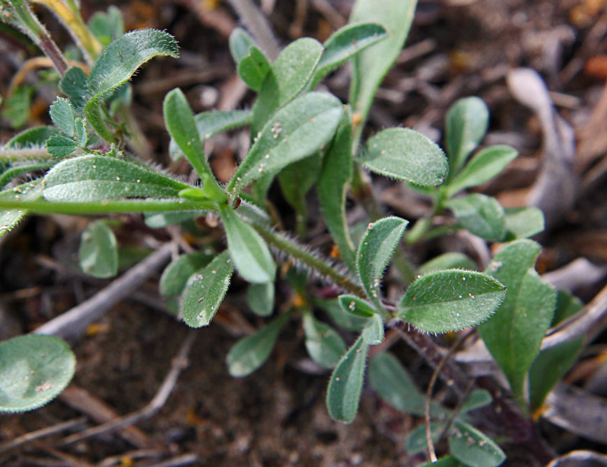 Image of Silene colorata specimen.