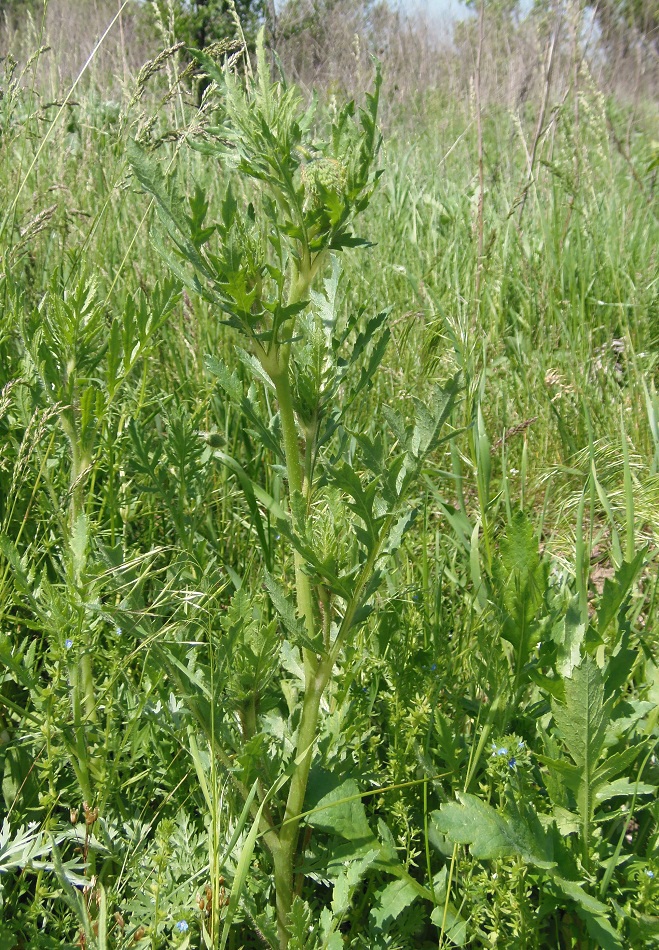Image of Papaver rhoeas specimen.