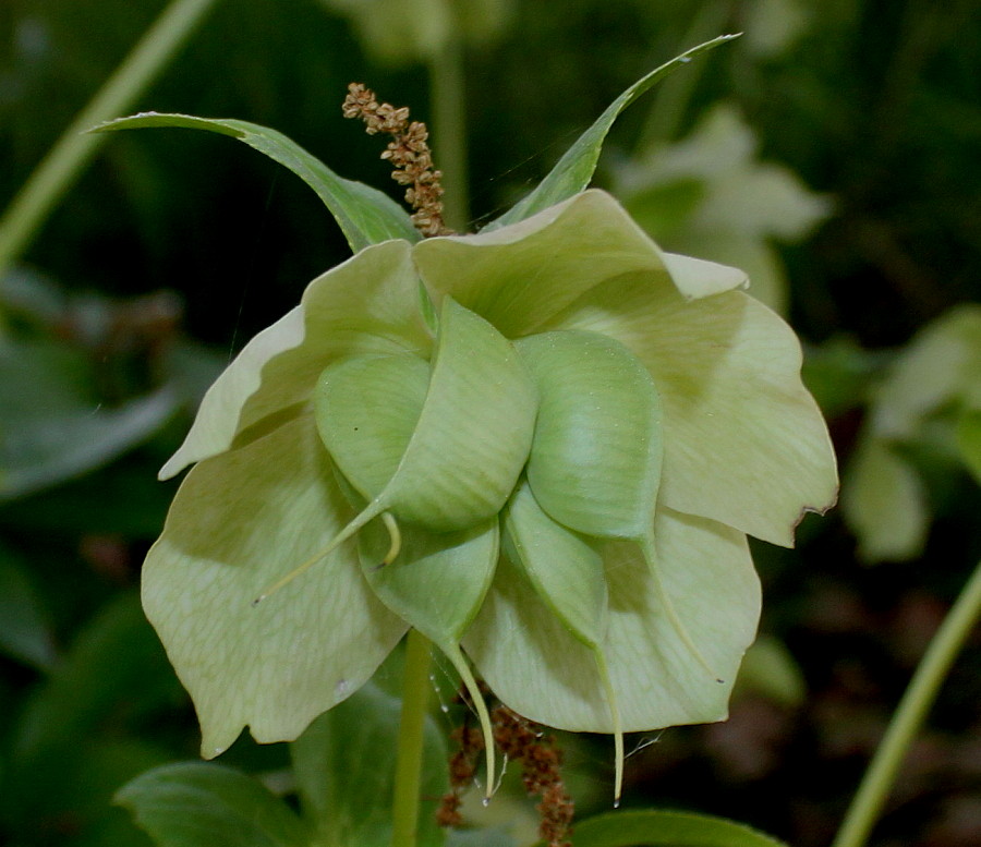 Изображение особи Helleborus dumetorum.