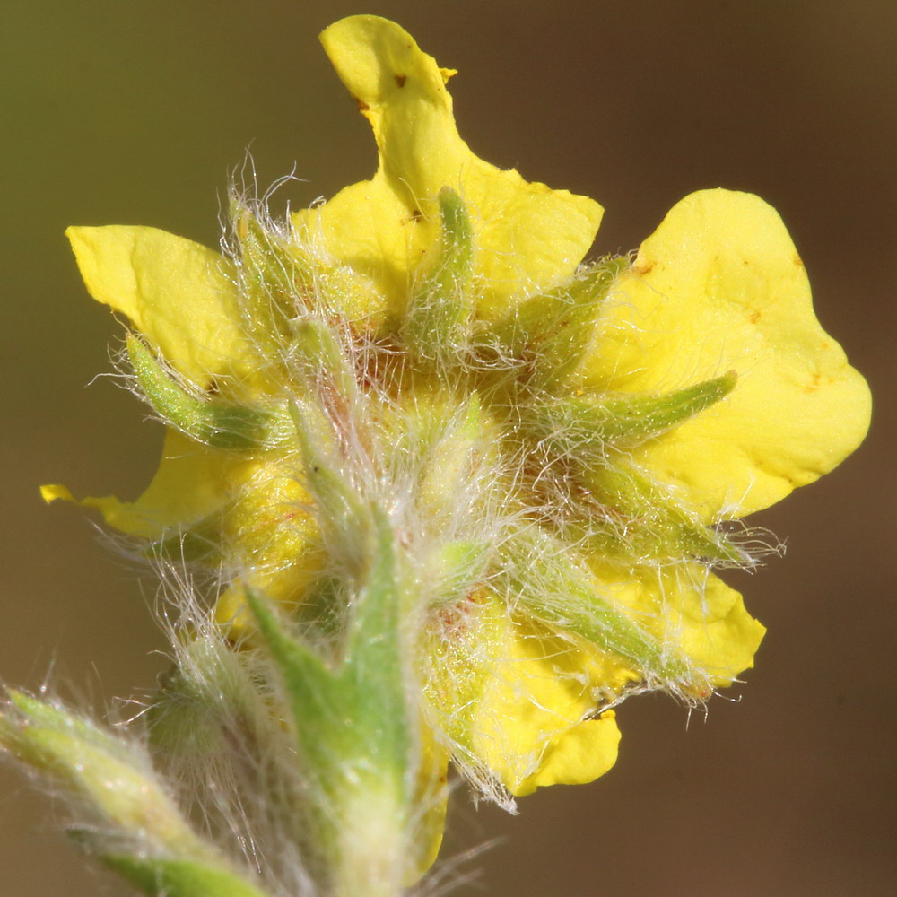 Image of Potentilla recta ssp. pilosa specimen.