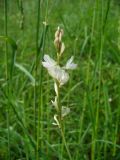 Onobrychis petraea. Соцветие. Ставропольский край, г. Кисловодск, Крестовая гора, на территории санатория им. М. Горького, склон горы, лужайка (43°53′56,17″ с.ш., 42°43′12,79″ в.д.). 24.05.2014.