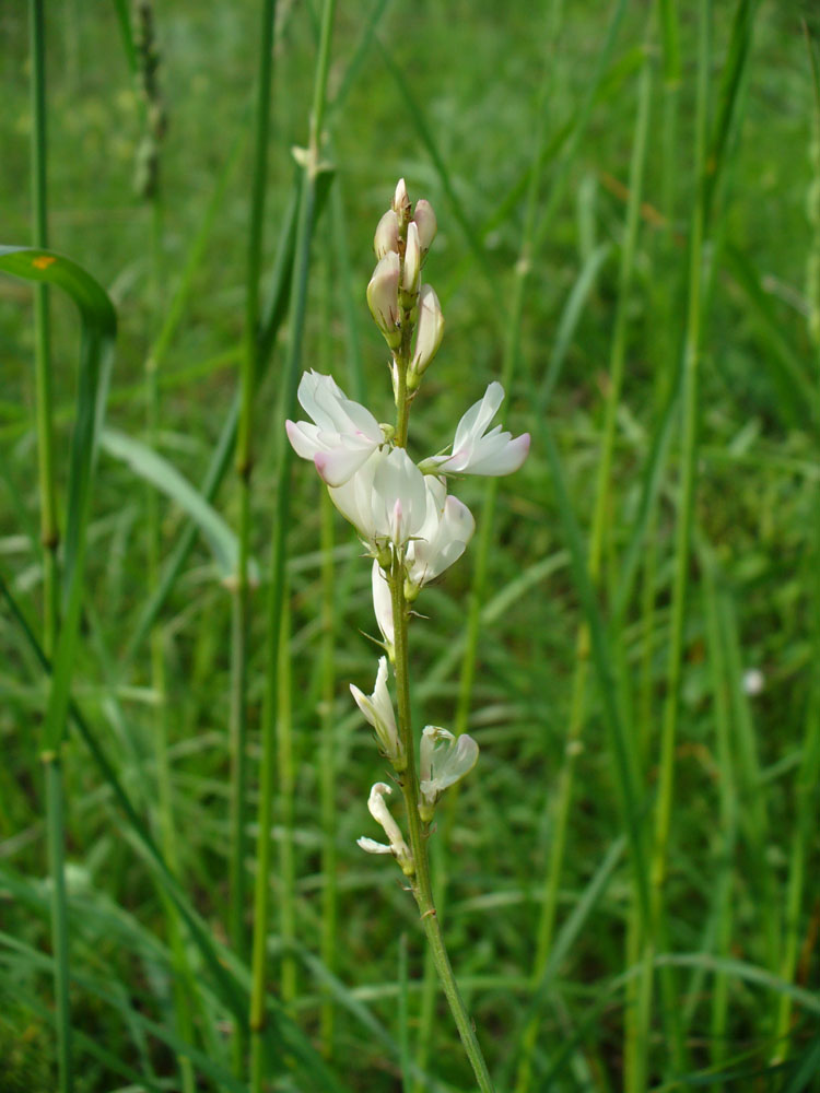 Image of Onobrychis petraea specimen.