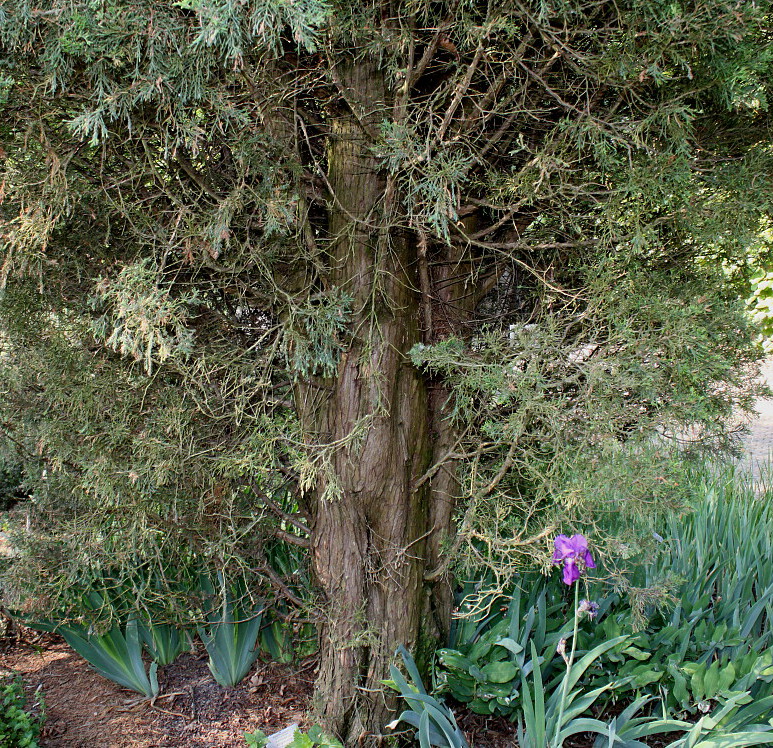 Изображение особи Juniperus virginiana.
