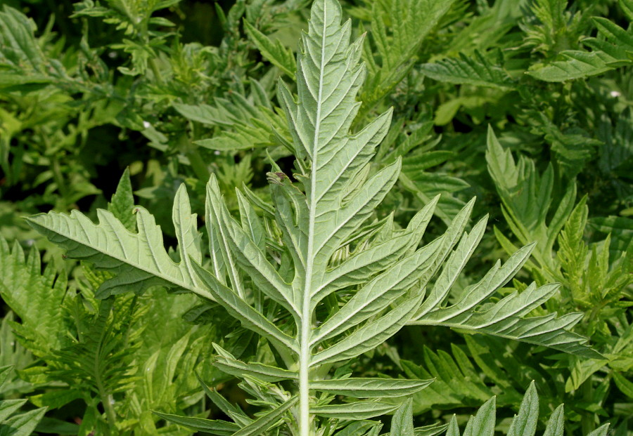 Image of Lycopus exaltatus specimen.