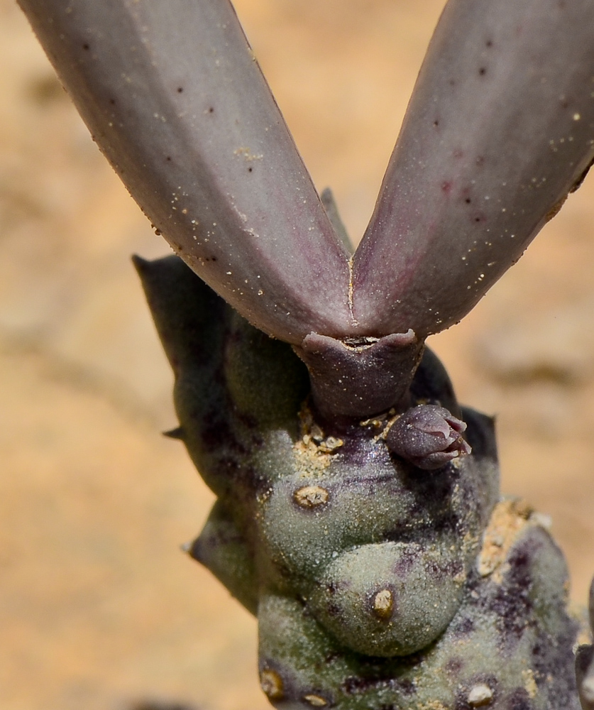 Изображение особи Caralluma europaea.