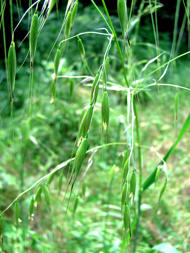 Image of Avena persica specimen.