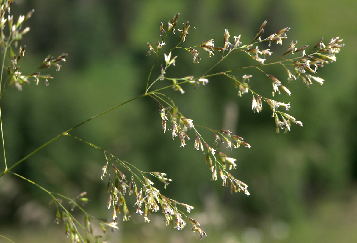 Изображение особи род Deschampsia.