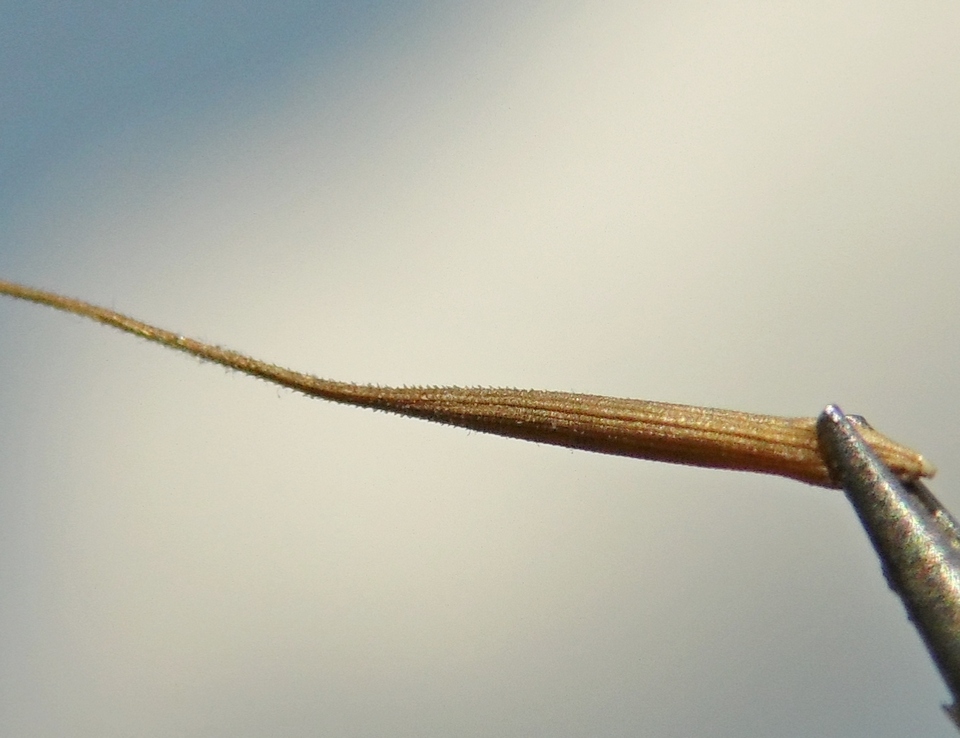 Изображение особи Crepis rhoeadifolia.
