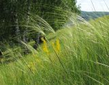 Stipa capillata