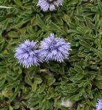 Globularia cordifolia