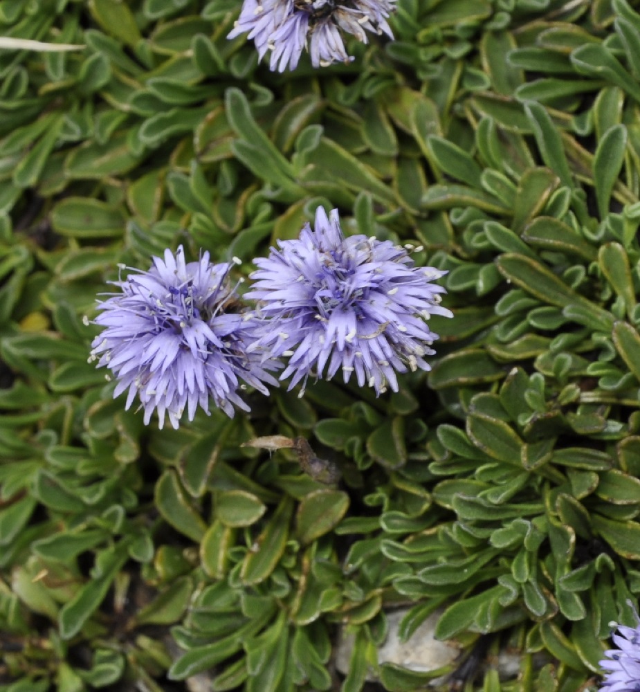Image of Globularia cordifolia specimen.
